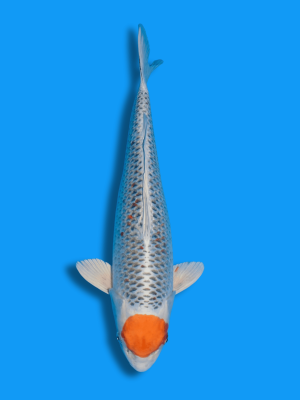 Tancho Kujaku | Koi&Co.